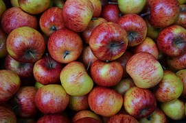 Fresh Picked Macintosh Apple