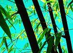 Green Bamboo