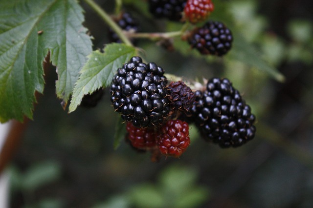 Blackberry Sage