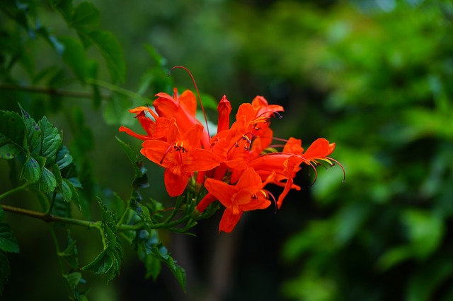 Honeysuckle Vine