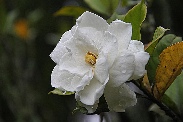 Gardenia Blossoms