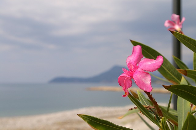 Island Flower