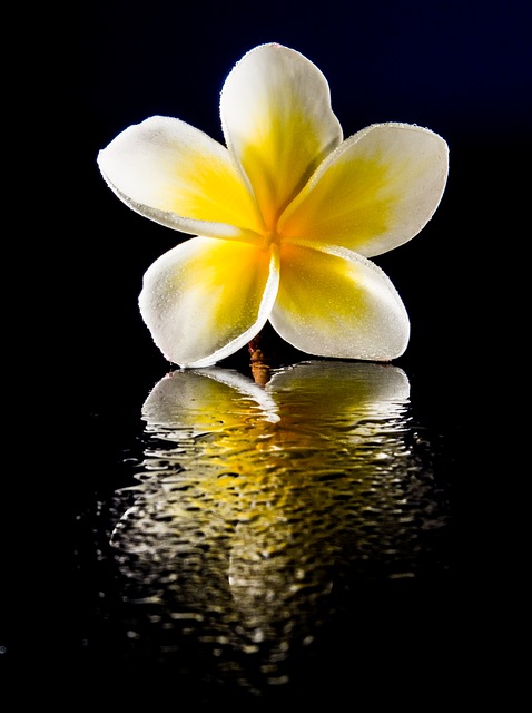 Heavenly Plumeria