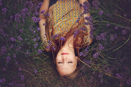 Lavender Fields
